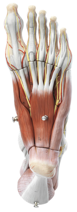 Muscles of the Foot