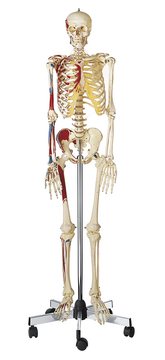 Artificial Male Human Skeleton, with Painted Muscles