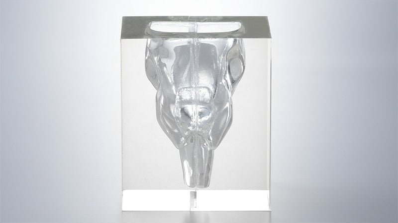 Transparent Laryngopharynx Model