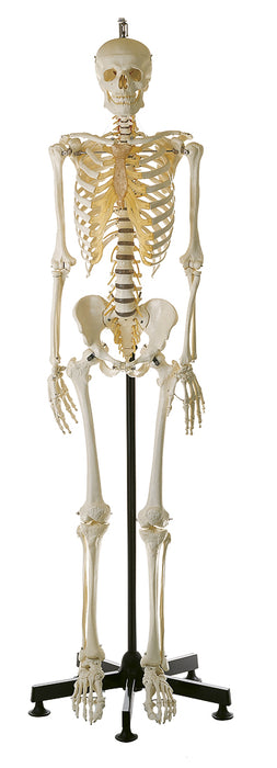 Artificial Male Human Skeleton