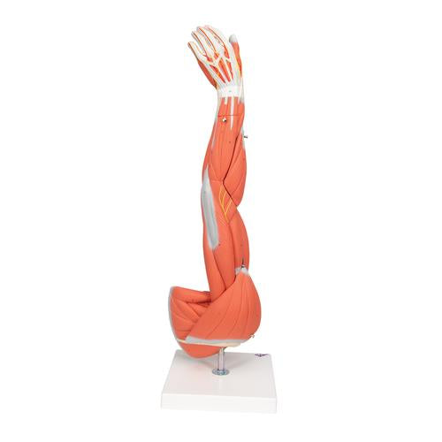 Image 4 - MUSCLE ARM MODEL, 3/4 LIFE-SIZE, 6 PART - 3B SMART ANATOMY