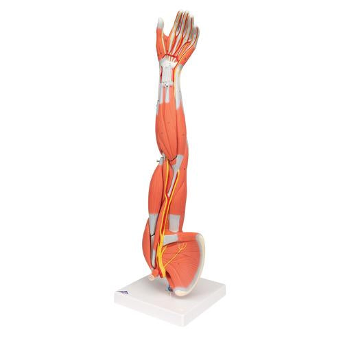 Image 6 - MUSCLE ARM MODEL, 3/4 LIFE-SIZE, 6 PART - 3B SMART ANATOMY