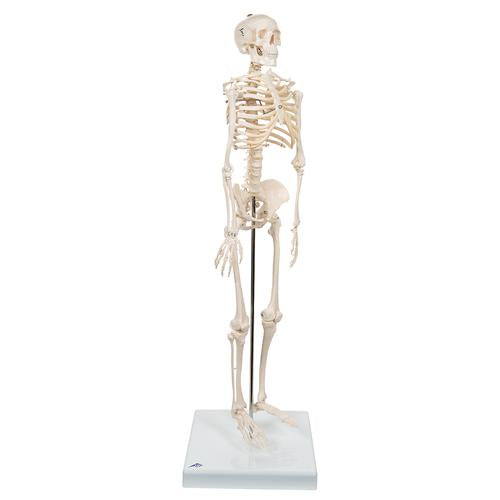 Image 3 - MINI HUMAN SKELETON MODEL SHORTY, HALF NATURAL SIZE - 3B SMART ANATOMY