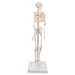 Image 3 - MINI HUMAN SKELETON MODEL SHORTY, HALF NATURAL SIZE - 3B SMART ANATOMY