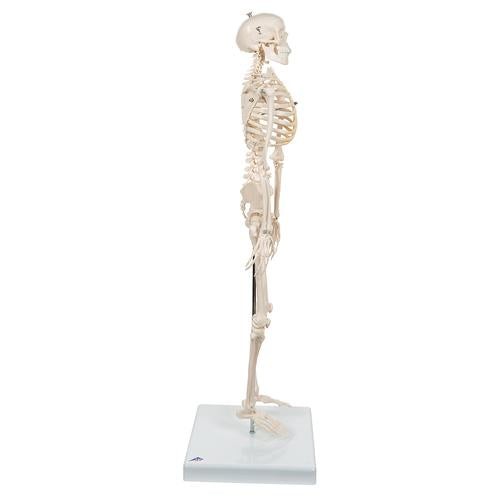 Image 4 - MINI HUMAN SKELETON MODEL SHORTY, HALF NATURAL SIZE - 3B SMART ANATOMY