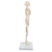 Image 4 - MINI HUMAN SKELETON MODEL SHORTY, HALF NATURAL SIZE - 3B SMART ANATOMY