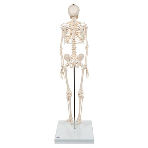 Image 5 - MINI HUMAN SKELETON MODEL SHORTY, HALF NATURAL SIZE - 3B SMART ANATOMY