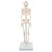 Image 5 - MINI HUMAN SKELETON MODEL SHORTY, HALF NATURAL SIZE - 3B SMART ANATOMY