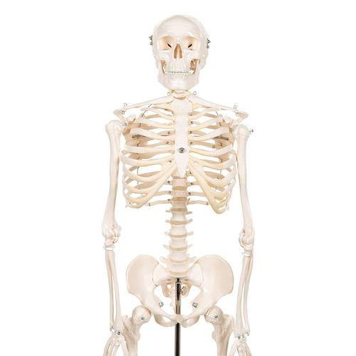 Image 6 - MINI HUMAN SKELETON MODEL SHORTY, HALF NATURAL SIZE - 3B SMART ANATOMY