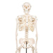 Image 6 - MINI HUMAN SKELETON MODEL SHORTY, HALF NATURAL SIZE - 3B SMART ANATOMY