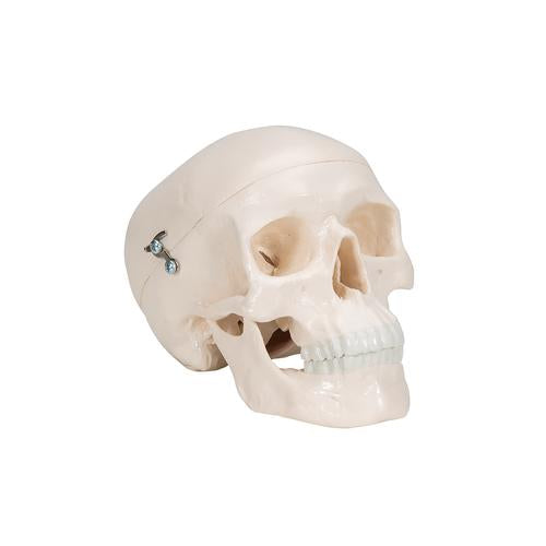 Image 3 - MINI HUMAN SKULL MODEL, 3-PART (SKULLCAP, BASE OF SKULL, MANDIBLE) - 3B SMART ANATOMY