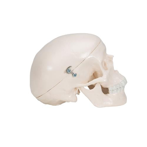 Image 4 - MINI HUMAN SKULL MODEL, 3-PART (SKULLCAP, BASE OF SKULL, MANDIBLE) - 3B SMART ANATOMY