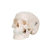 Image 6 - MINI HUMAN SKULL MODEL, 3-PART (SKULLCAP, BASE OF SKULL, MANDIBLE) - 3B SMART ANATOMY