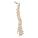 Image 3 - MINI HUMAN SPINAL COLUMN MODEL, FLEXIBLE MOUNTED - 3B SMART ANATOMY