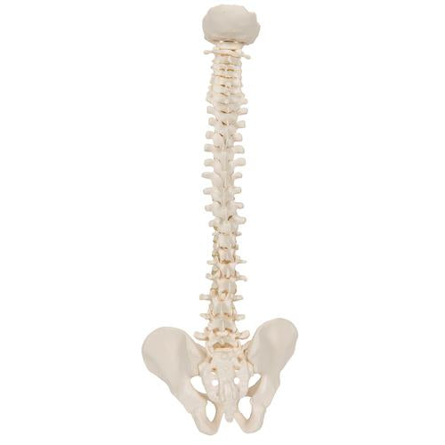 Image 4 - MINI HUMAN SPINAL COLUMN MODEL, FLEXIBLE MOUNTED - 3B SMART ANATOMY