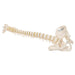 Image 5 - MINI HUMAN SPINAL COLUMN MODEL, FLEXIBLE MOUNTED - 3B SMART ANATOMY