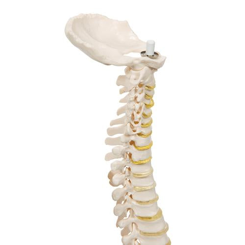 Image 6 - MINI HUMAN SPINAL COLUMN MODEL, FLEXIBLE MOUNTED - 3B SMART ANATOMY