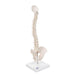 Image 3 - MINI HUMAN SPINAL COLUMN MODEL, FLEXIBLE MOUNTED, ON REMOVABLE BASE - 3B SMART ANATOMY