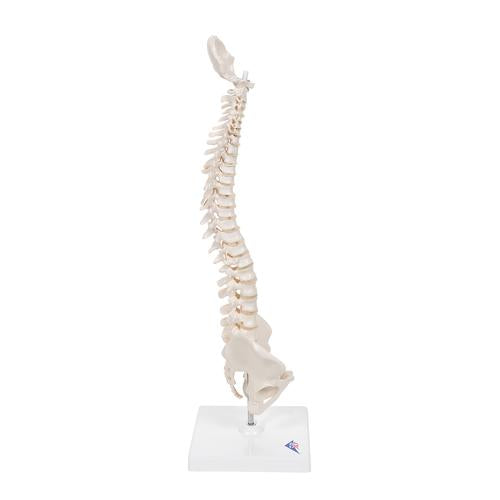 Image 4 - MINI HUMAN SPINAL COLUMN MODEL, FLEXIBLE MOUNTED, ON REMOVABLE BASE - 3B SMART ANATOMY