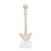 Image 5 - MINI HUMAN SPINAL COLUMN MODEL, FLEXIBLE MOUNTED, ON REMOVABLE BASE - 3B SMART ANATOMY