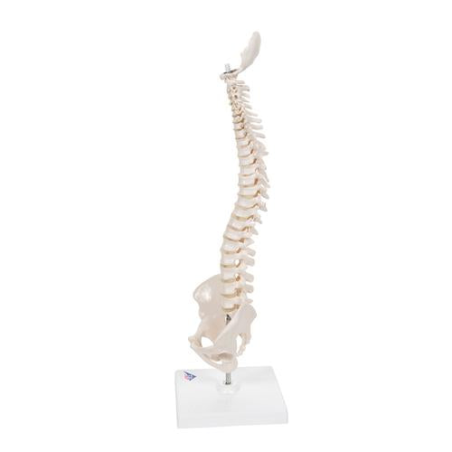 Image 6 - MINI HUMAN SPINAL COLUMN MODEL, FLEXIBLE MOUNTED, ON REMOVABLE BASE - 3B SMART ANATOMY