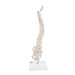 Image 6 - MINI HUMAN SPINAL COLUMN MODEL, FLEXIBLE MOUNTED, ON REMOVABLE BASE - 3B SMART ANATOMY