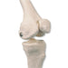 Image 3 - MINI HUMAN SKELETON SHORTY WITH PAINTED MUSCLES, PELVIC MOUNTED, HALF NATURAL SIZE - 3B SMART ANATOMY