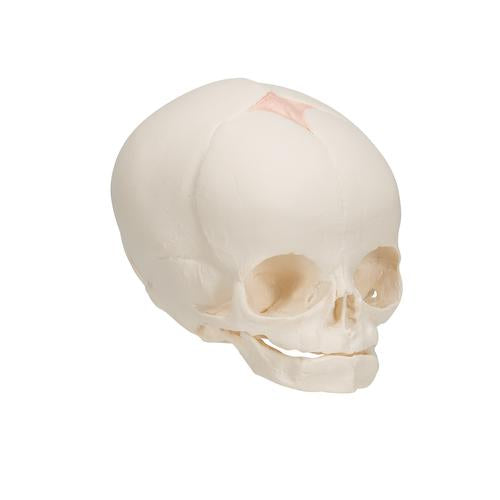 Image 3 - FOETAL SKULL MODEL, NATURAL CAST, 30TH WEEK OF PREGNANCY - 3B SMART ANATOMY