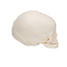 Image 4 - FOETAL SKULL MODEL, NATURAL CAST, 30TH WEEK OF PREGNANCY - 3B SMART ANATOMY