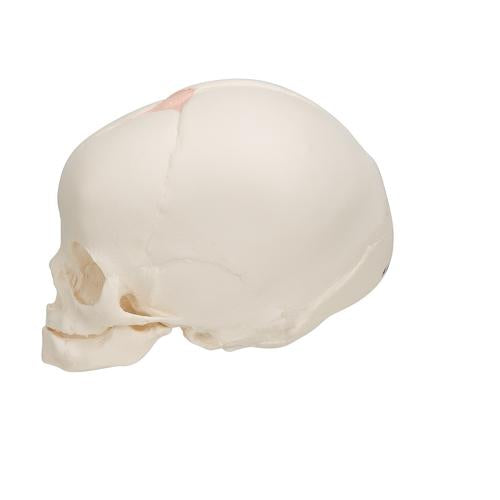 Image 6 - FOETAL SKULL MODEL, NATURAL CAST, 30TH WEEK OF PREGNANCY - 3B SMART ANATOMY