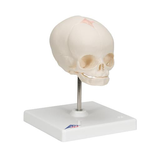 Image 3 - FOETAL SKULL MODEL, NATURAL CAST, 30TH WEEK OF PREGNANCY, ON STAND - 3B SMART ANATOMY