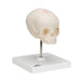 Image 3 - FOETAL SKULL MODEL, NATURAL CAST, 30TH WEEK OF PREGNANCY, ON STAND - 3B SMART ANATOMY