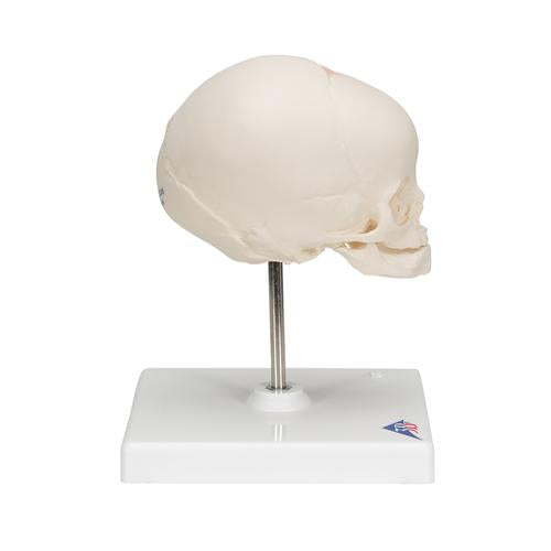 Image 4 - FOETAL SKULL MODEL, NATURAL CAST, 30TH WEEK OF PREGNANCY, ON STAND - 3B SMART ANATOMY