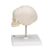 Image 6 - FOETAL SKULL MODEL, NATURAL CAST, 30TH WEEK OF PREGNANCY, ON STAND - 3B SMART ANATOMY