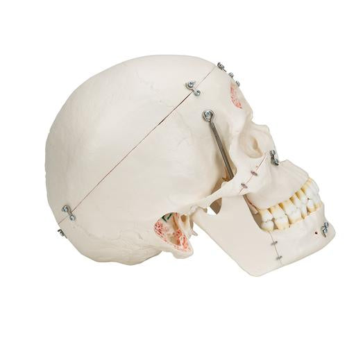 Image 3 - DELUXE HUMAN DEMONSTRATION DENTAL SKULL MODEL, 10 PART - 3B SMART ANATOMY