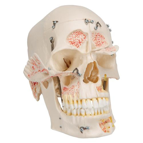 Image 6 - DELUXE HUMAN DEMONSTRATION DENTAL SKULL MODEL, 10 PART - 3B SMART ANATOMY