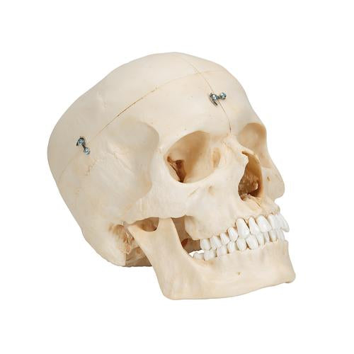 Image 3 - BONELIKE™ HUMAN BONY SKULL MODEL, 6 PART - 3B SMART ANATOMY