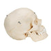 Image 4 - BONELIKE™ HUMAN BONY SKULL MODEL, 6 PART - 3B SMART ANATOMY