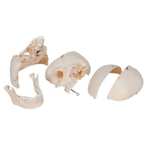 Image 5 - BONELIKE™ HUMAN BONY SKULL MODEL, 6 PART - 3B SMART ANATOMY