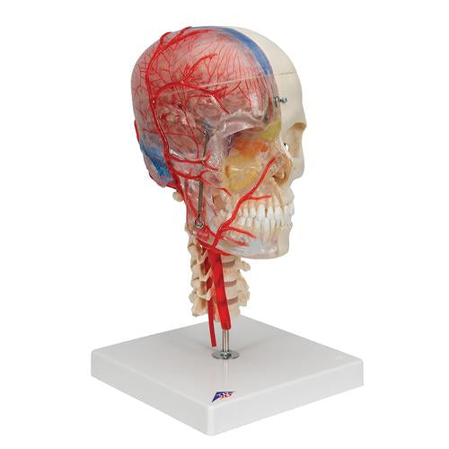 Image 3 - BONELIKE™ HUMAN SKULL MODEL, HALF TRANSPARENT & HALF BONY, COMPLETE WITH BRAIN & VERTEBRAE - 3B SMART ANATOMY