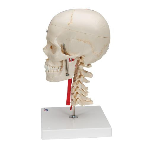 Image 4 - BONELIKE™ HUMAN SKULL MODEL, HALF TRANSPARENT & HALF BONY, COMPLETE WITH BRAIN & VERTEBRAE - 3B SMART ANATOMY