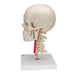 Image 4 - BONELIKE™ HUMAN SKULL MODEL, HALF TRANSPARENT & HALF BONY, COMPLETE WITH BRAIN & VERTEBRAE - 3B SMART ANATOMY