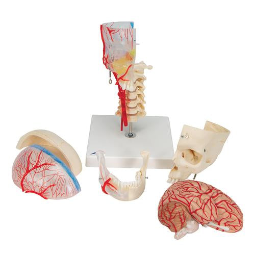 Image 5 - BONELIKE™ HUMAN SKULL MODEL, HALF TRANSPARENT & HALF BONY, COMPLETE WITH BRAIN & VERTEBRAE - 3B SMART ANATOMY