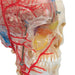 Image 6 - BONELIKE™ HUMAN SKULL MODEL, HALF TRANSPARENT & HALF BONY, COMPLETE WITH BRAIN & VERTEBRAE - 3B SMART ANATOMY