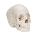 Image 3 - BEAUCHENE ADULT HUMAN SKULL MODEL, BONE COLORED VERSION, 22 PART - 3B SMART ANATOMY