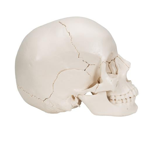 Image 4 - BEAUCHENE ADULT HUMAN SKULL MODEL, BONE COLORED VERSION, 22 PART - 3B SMART ANATOMY