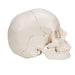 Image 4 - BEAUCHENE ADULT HUMAN SKULL MODEL, BONE COLORED VERSION, 22 PART - 3B SMART ANATOMY