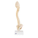 Image 3 - BONELIKE™ CHILD'S VERTEBRAL COLUMN MODEL - 3B SMART ANATOMY