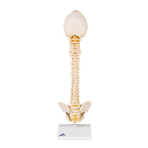 Image 4 - BONELIKE™ CHILD'S VERTEBRAL COLUMN MODEL - 3B SMART ANATOMY