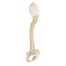 Image 5 - BONELIKE™ CHILD'S VERTEBRAL COLUMN MODEL - 3B SMART ANATOMY